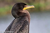 Double-crested Cormorant, Florida, Wakodahatchee Wetlands