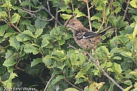 Veryl Witmer, Eastern Towhee, Juvenile, Fire Island Nat. Seashore, Suffolk Co., NY