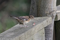 Veryl Witmer, Eastern Towhee, Juvenile, Fire Island Nat. Seashore, Suffolk Co., NY