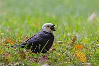 Veryl Witmer, Common Grackle, (Leucistic), Great Lawn, Central Park, NY, NY