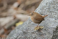 Veryl Witmer, Winter Wren, Ramble, Central Park, NY, NY