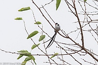 Veryl Witmer, Pin-tailed Whydah, Central Park, New York, NY