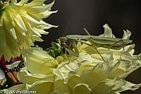 Veryl Witmer, Praying Mantis Eating a Monarch Butterfly, Fire Island, Suffolk County, NY
