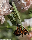 Veryl Witmer, Praying Mantis Capturing a Monarch Butterfly, Fire Island, Suffolk County, NY