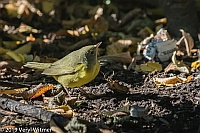 Veryl Witmer, Mourning Warbler, Union Square Park, NY, NY