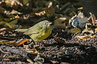 Veryl Witmer, Mourning Warbler, Union Square Park, NY, NY