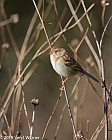 Veryl Witmer, Field Sparrow, Wildflower Meadow, Central Park, NY, NY