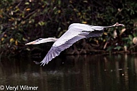 Florida, Great Blue Heron, Wakodahatchee Wetlands