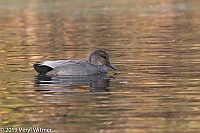 Veryl Witmer, Gadwall, The Meer, Central Park, NY, NY
