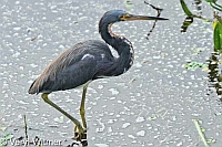 Florida, Tricolored Heron, Wakodahatchee Wetlands
