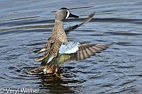 Blue-winged Teal, Florida, Wakodahatchee Wetlands