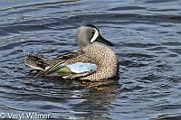 Blue-winged Teal, Florida, Wakodahatchee Wetlands