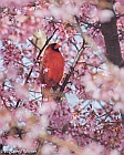 Veryl Witmer, Northern Cardinal, Central Park, NY