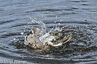 Blue-winged Teal, Florida, Wakodahatchee Wetlands