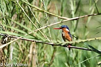 Kruger National Park, Malachite Kingfisher, Mpumalanga, South Africa