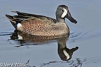 Blue-winged Teal, Florida, Wakodahatchee Wetlands
