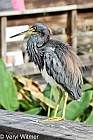 Florida, Wakodahatchee Wetlands, Tricolored Heron