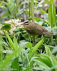Veryl Witmer, Worm-eating Warbler, Central Park, NY