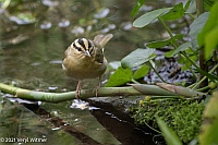 Veryl Witmer, Worm-eating Warbler, Central Park, NY