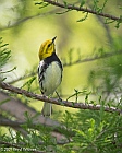 Veryl Witmer, Black-throated Green Warbler, Central Park, NY, May 7, 2021