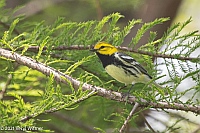 Veryl Witmer, Black-throated Green Warbler, Central Park, NY, May 7, 2021