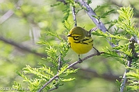 Veryl Witmer, Prairie Warbler, Central Park, NY