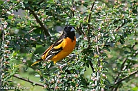 Veryl Witmer, Baltimore Oriole, Central Park,, NY