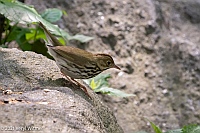 Veryl Witmer, Ovenbird, Central Park, NY, NY
