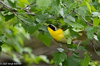 Veryl Witmer, Common Yellowthroat, Central Park, NY