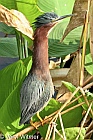 Florida, Green Heron, Wakodahatchee Wetlands
