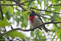 Veryl Witmer, Rose-breasted Grosbeak, Central Park, NY, NY
