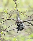 Veryl Witmer, Black-and-white Warbler, Central Park, NY