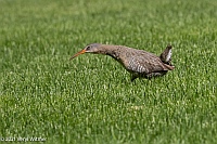 Veryl Witmer, Clapper Rail, Bryant Park, NY, NY