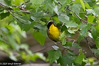 Veryl Witmer, Common Yellowthroat, Central Park, NY