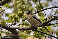 Veryl Witmer, Evening Grosbeak, Central Park, NY