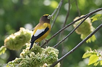 Veryl Witmer, Evening Grosbeak, Central Park, NY