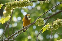 Veryl Witmer, Evening Grosbeak, Central Park, NY