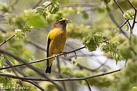 Veryl Witmer, Evening Grosbeak, Central Park, NY
