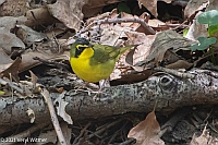 Veryl Witmer, Kentucky Warbler, Central Park, NY