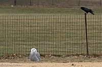 Veryl Witmer, Snowy Owl, Central Park, New York, NY