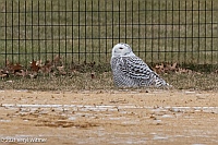 Veryl Witmer, Snowy Owl, Central Park, New York, NY