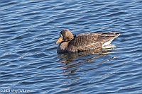 Greater White-fronted Goose, Central Park Reservoir, New York, NY, January 7, 2021, Veryl Witmer