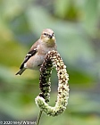 American Goldfinch, Central Park, NY, NY, Veryl Witmer