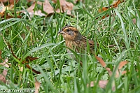 Veryl Witmer, Nelson's Sparrow, Central Park, NY, NY, October 27, 2020