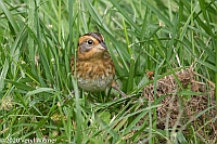 Veryl Witmer, Nelson's Sparrow, Central Park, NY, NY, October 27, 2020