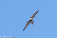 Veryl Witmer, Peregrine Falcon, Fire Island, Suffolk County, NY