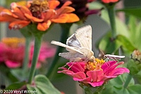 Veryl Witmer, Moth