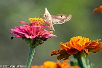 Veryl Witmer, Moth