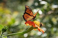 Veryl Witmer, Monarch Butterfly and Bee