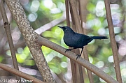 Veryl Witmer, Black Catbird, Cancun, Mexico